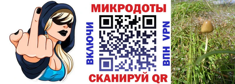 Купить  Дубовка  Галлюциногенные грибы GOLDEN TEACHER 
